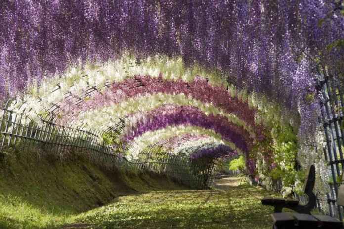 Wisteria Tunnel