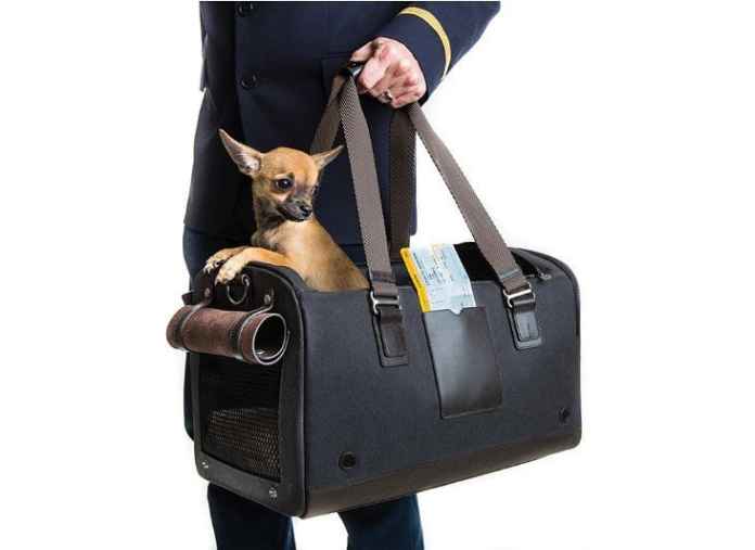 Traveling with pets : You’ll have to beware now