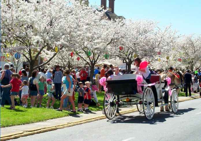 Washington DC Cherry Blossom Festival