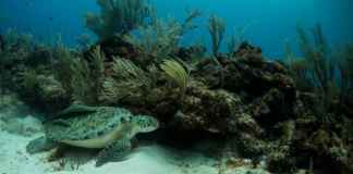 Underwater At Belize Barrier Reef
