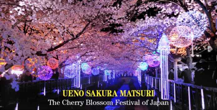 Cherry-Blossom