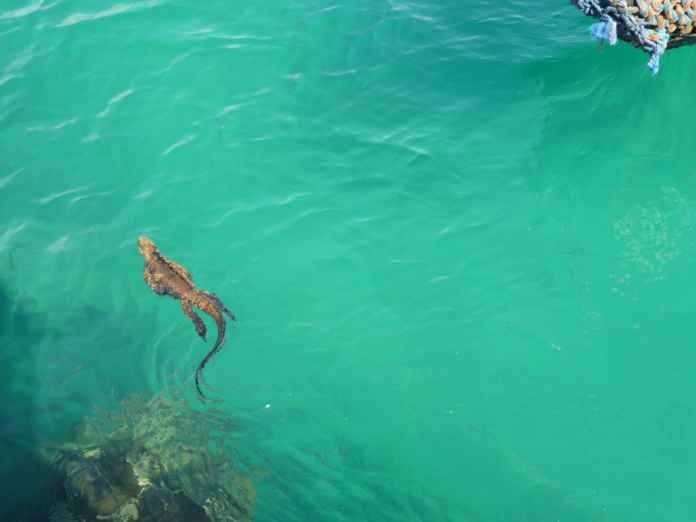 Galapagos Islands