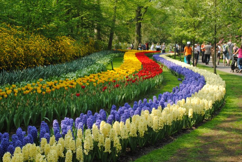 Tulip Garden