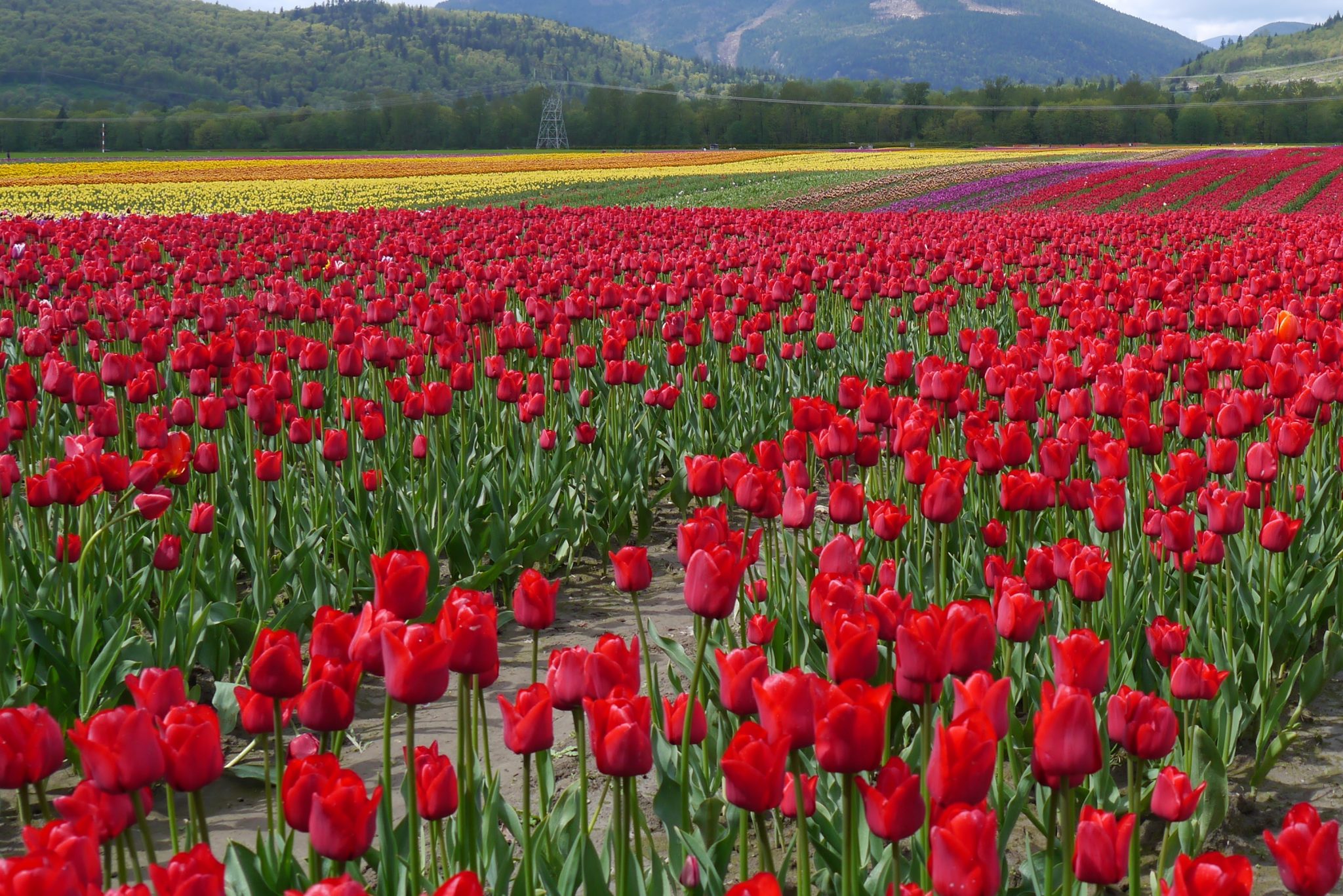 Tulips