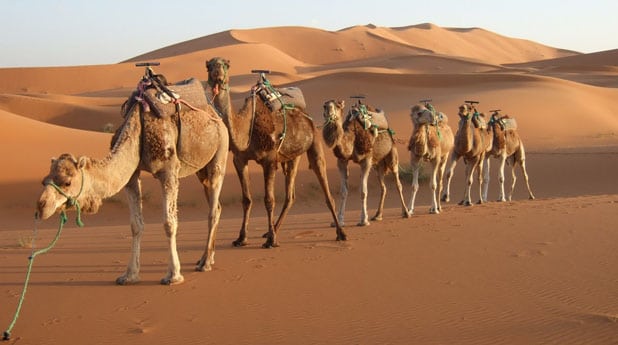 Camels