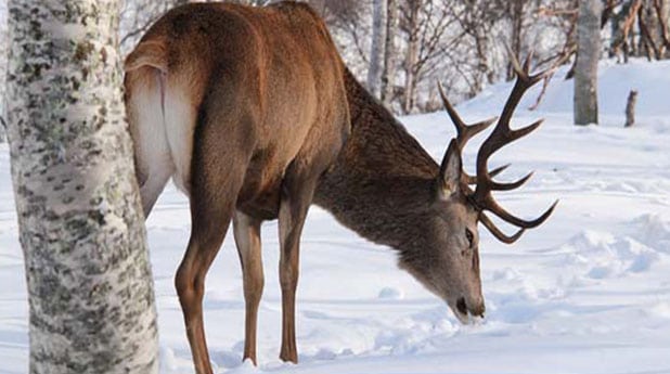 Gulmarg Biosphere Reserve