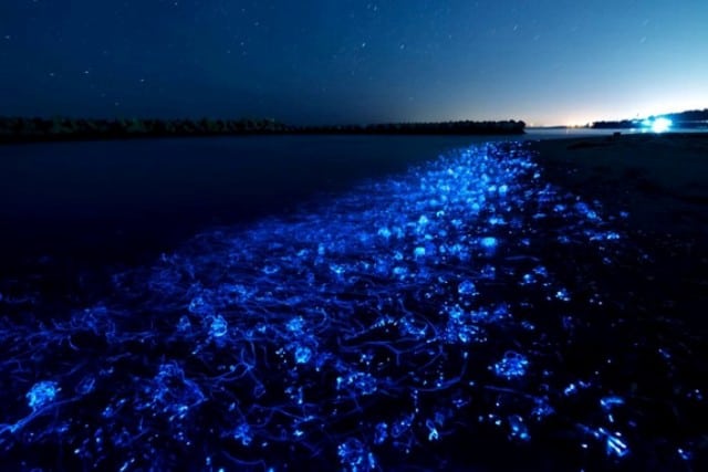 Shimmering Shores of Vaadho, Maldives