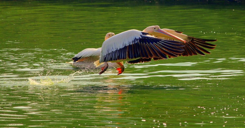 national zoological park