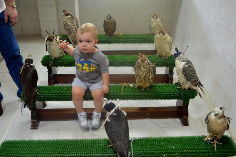 Abu Dhabi Falcon Hospital