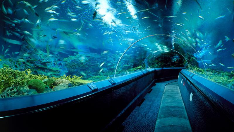 Shanghai ocean Aquarium