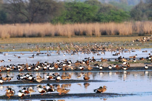 Sultanpur National Park