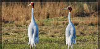 Sultanpur National Park