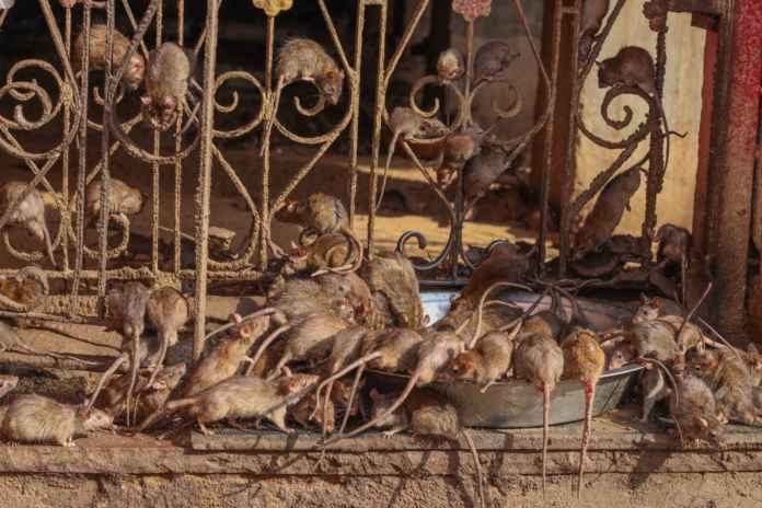 Rat temple of Rajasthan