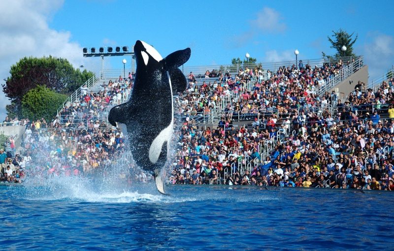 SeaWorld Orlando