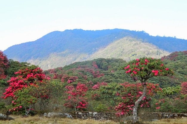 Barsey Rhododendron Sanctuary