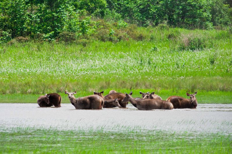 Sundarbans National Park