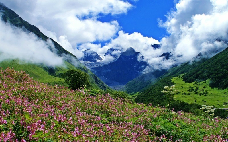 Valley of flowers,